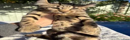 Keetso cats for sale: Awesome rare silver polydactyl female  - Advert 15