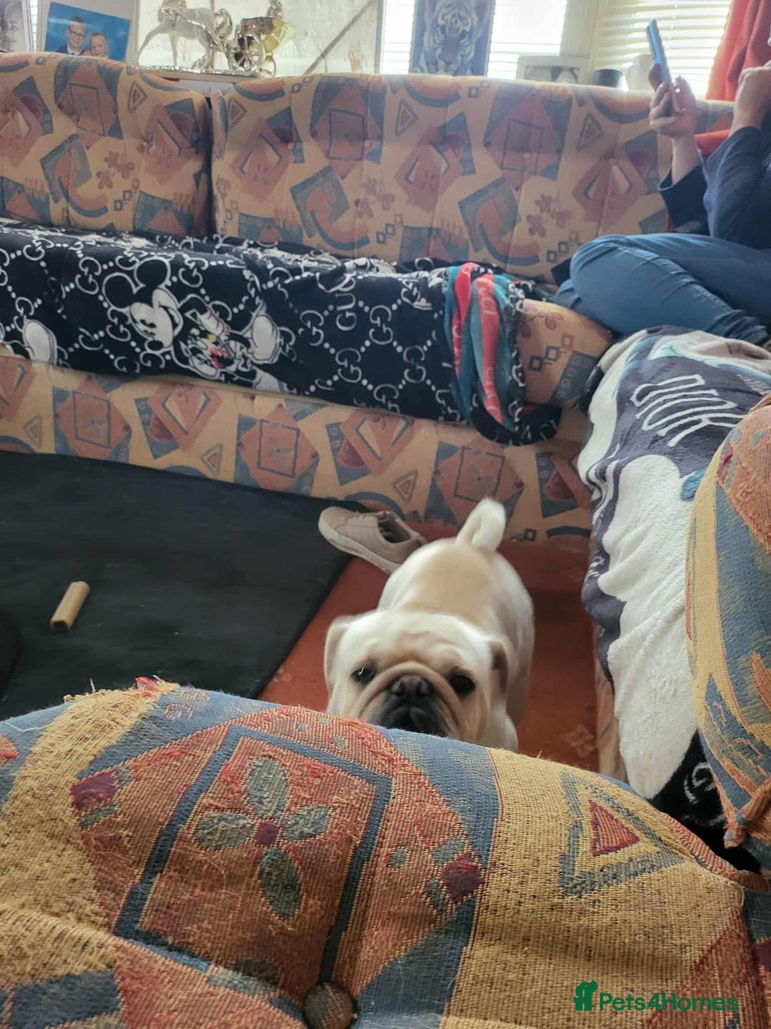 Pug dogs for sale: Male pug  - Image 7