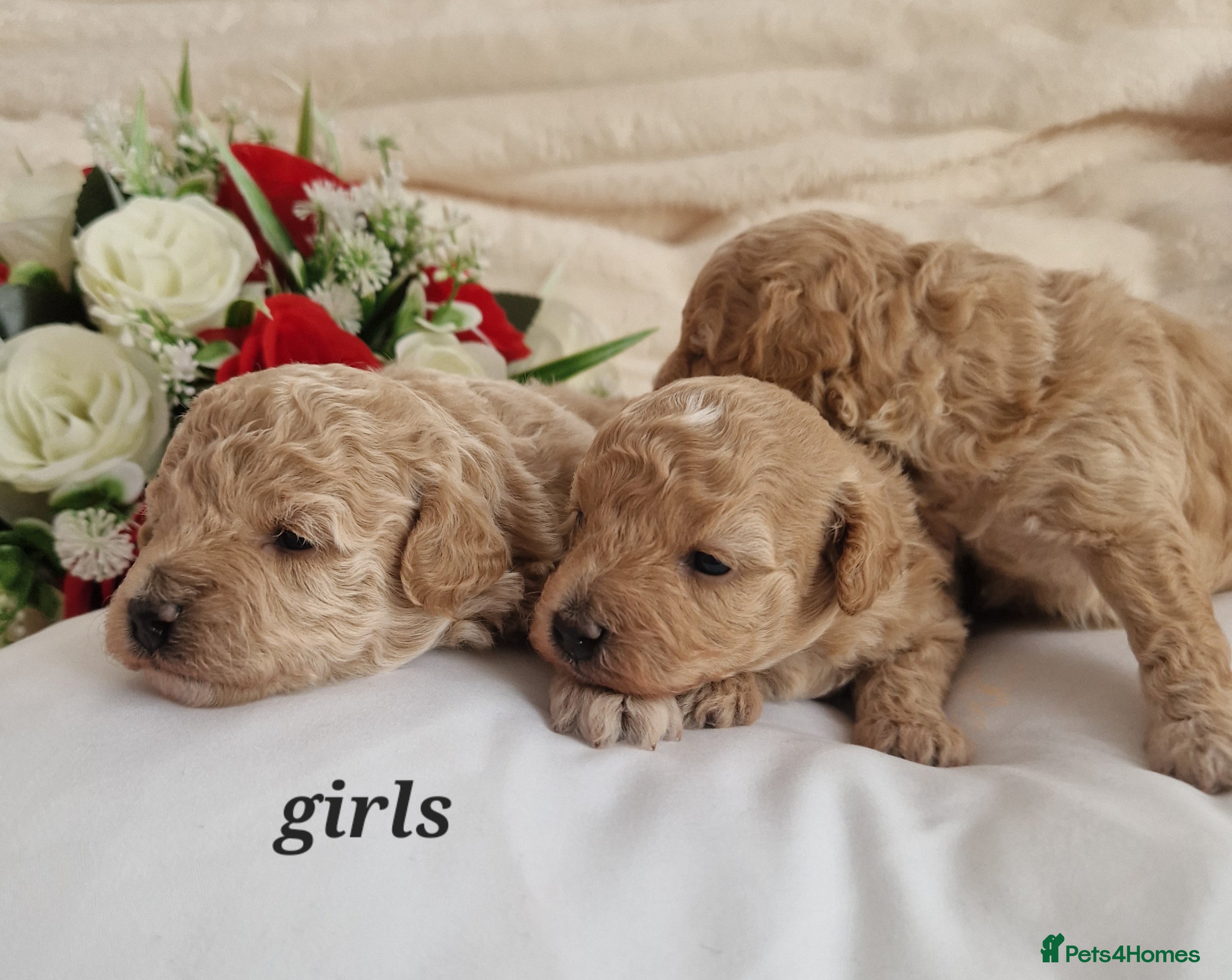 Maltipoo dogs Stunning maltipoo puppies  - Advert 2