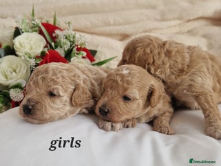 Maltipoo dogs Stunning maltipoo puppies - Advert 2
