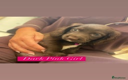 Sprocker dogs for sale: Last 2 girls available chocolate Sprockers - Image 34