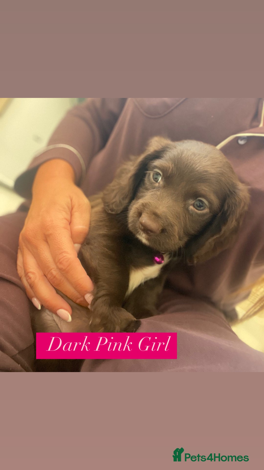 Sprocker dogs for sale: Last 2 girls available chocolate Sprockers - Image 34
