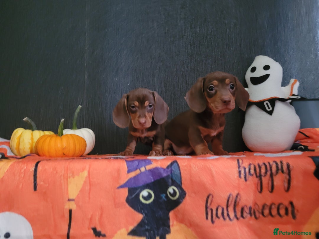 Miniature Dachshund dogs for sale: Miniature dachshunds - Image 11