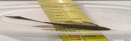 Plecos fish for sale: Albino bristlenose pleco - Advert 4