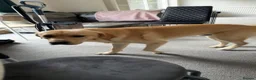 Goldador dogs for sale: Golden retriever (Labrador retriever) - Advert 5