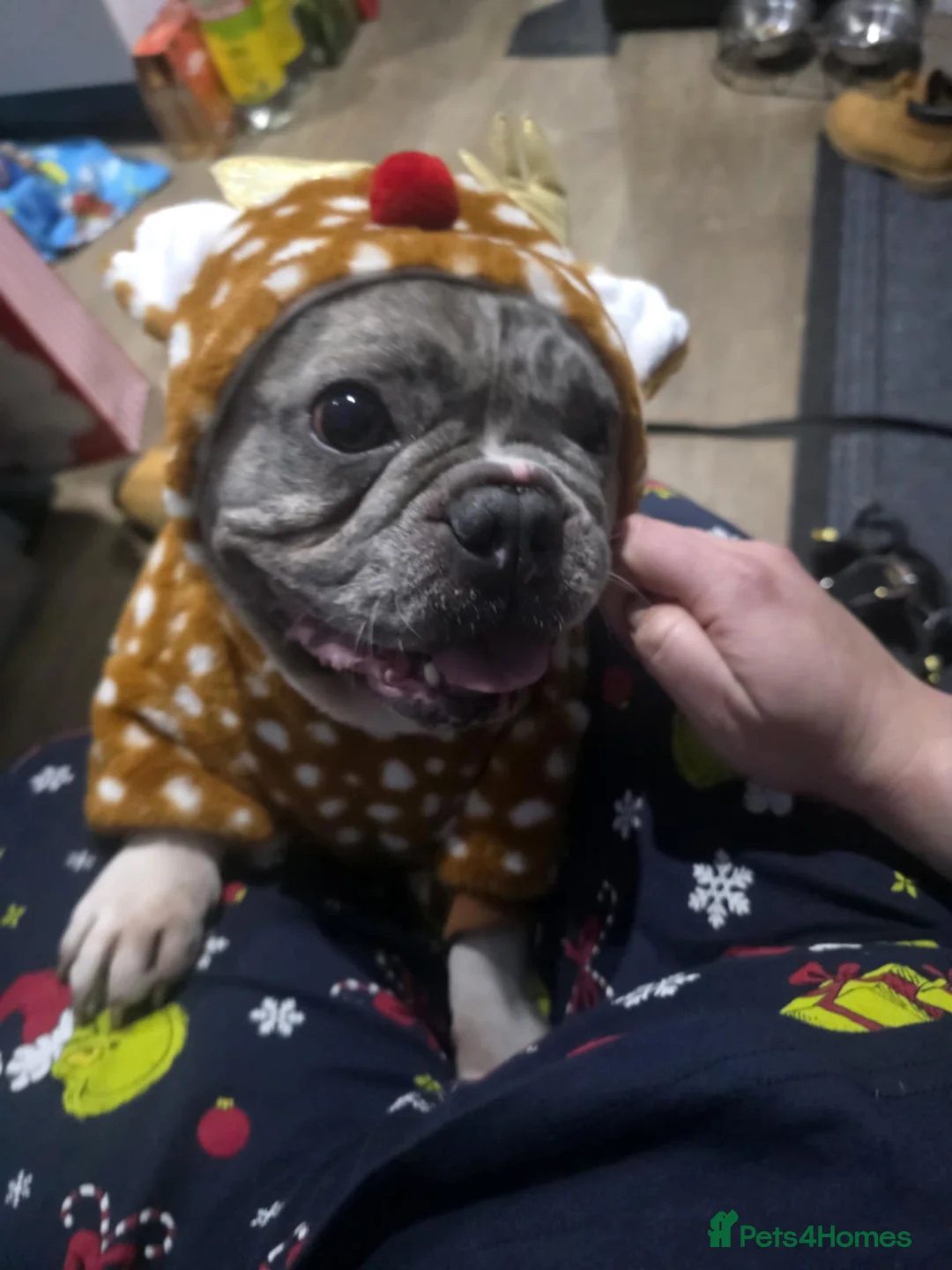 French Bulldog dogs for stud: ✨ Proven French Bulldog ✨ - Advert 4