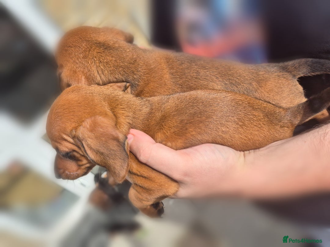 Mixed Breed dogs for sale: Beautiful Dorkie Puppies for sale - Image 5