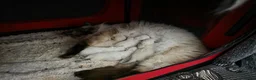 Ragdoll cats for sale: 2 ADULT GIRLS LOOKING FOR NEW HOMES - Advert 7