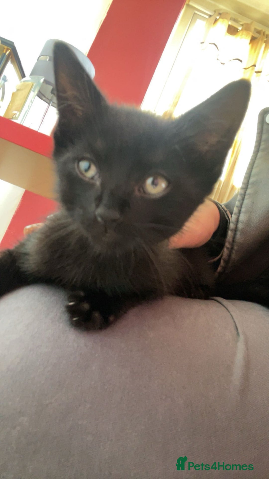 Mixed Breed cats for sale: 5 beautiful mixed kittens  - Image 20