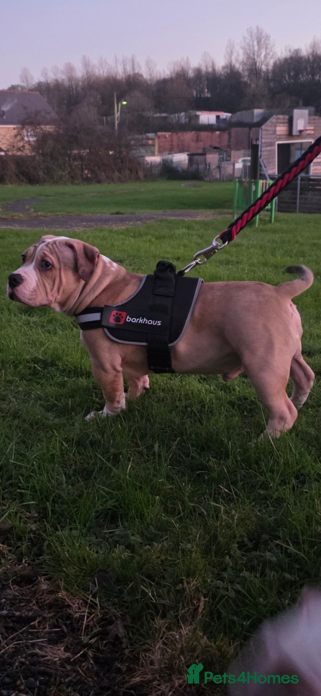 American Bully dogs for sale: 2 Male Abkc Reg Pocket Bully's G'Pups GRCH MrBean - Advert 10