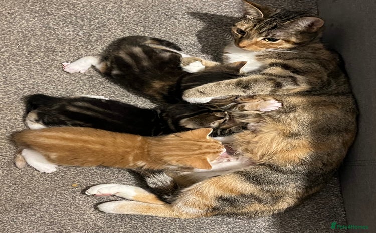 Mixed Breed cats - Advert 7