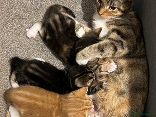 Mixed Breed cats - Advert 15