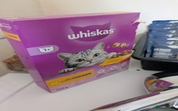 British Shorthair cats for sale: 12 week old kitten  - Image 8