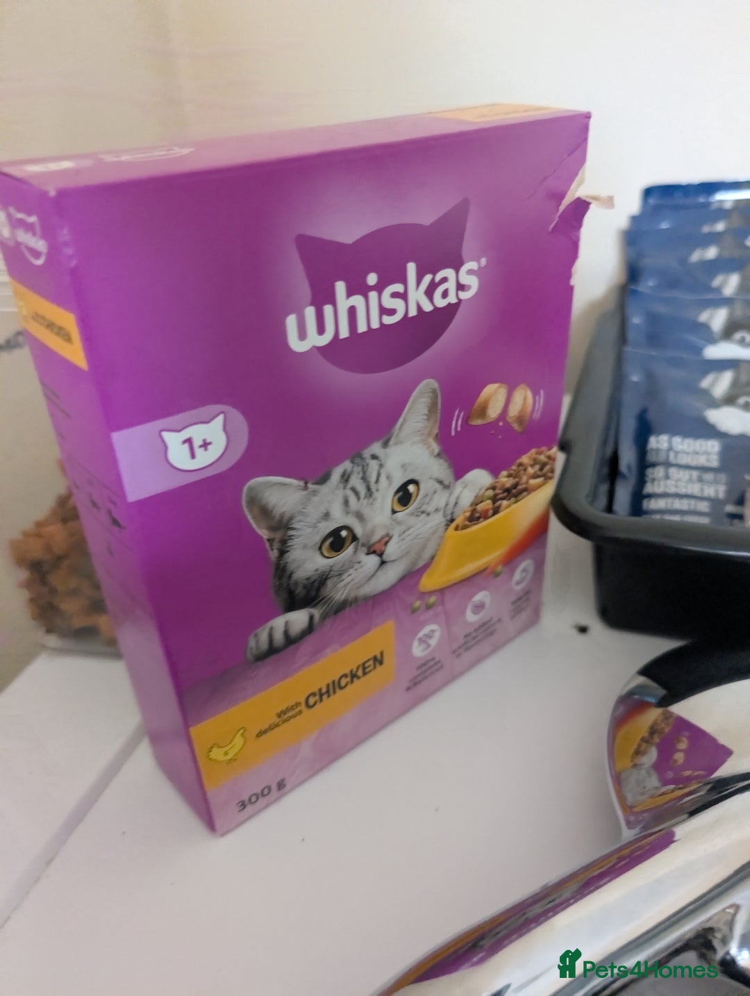 British Shorthair cats for sale: 12 week old kitten  - Image 8