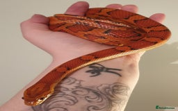 Corn Snake reptiles for sale: Red Factor Okeetee Female Cornsnake CB20 - Image 2
