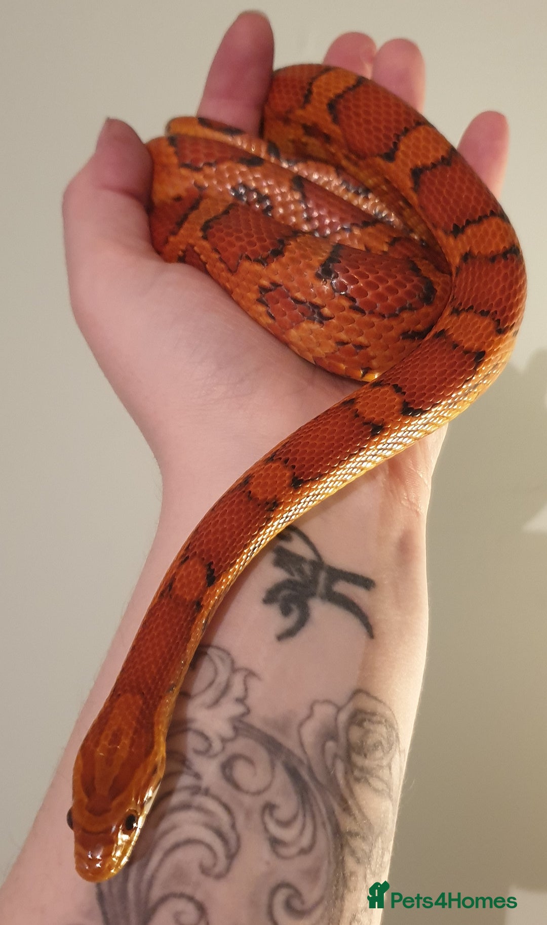 Corn Snake reptiles for sale: Red Factor Okeetee Female Cornsnake CB20 - Image 2