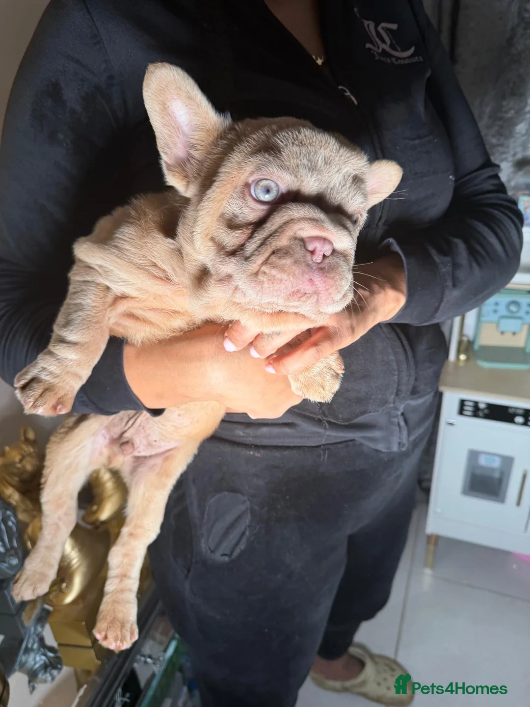 French Bulldog dogs for sale: Reduced!!!!! Our blue eyed boy Shadrack💙💙💙 - Advert 3