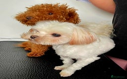 Maltipoo dogs for sale: Kc, Asian size, F1 female - Image 9