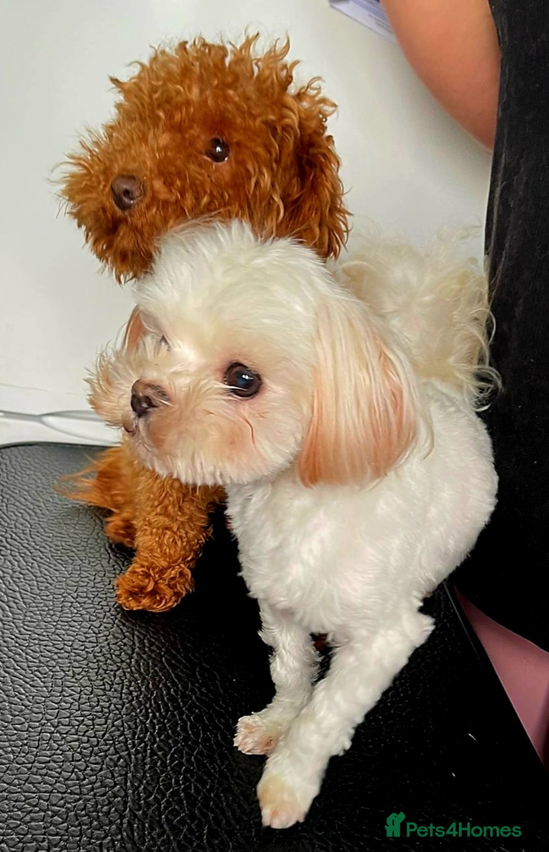 Maltipoo dogs for sale: Kc, Asian size, F1 female - Image 9