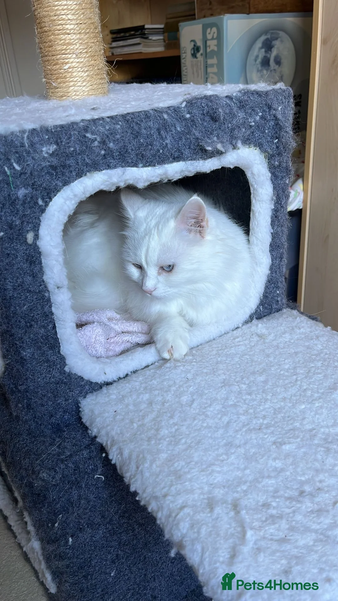 Turkish Angora cats for sale: White - Advert 7