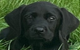 Labrador Retriever dogs for sale: Beautiful lab female puppy  - Image 12