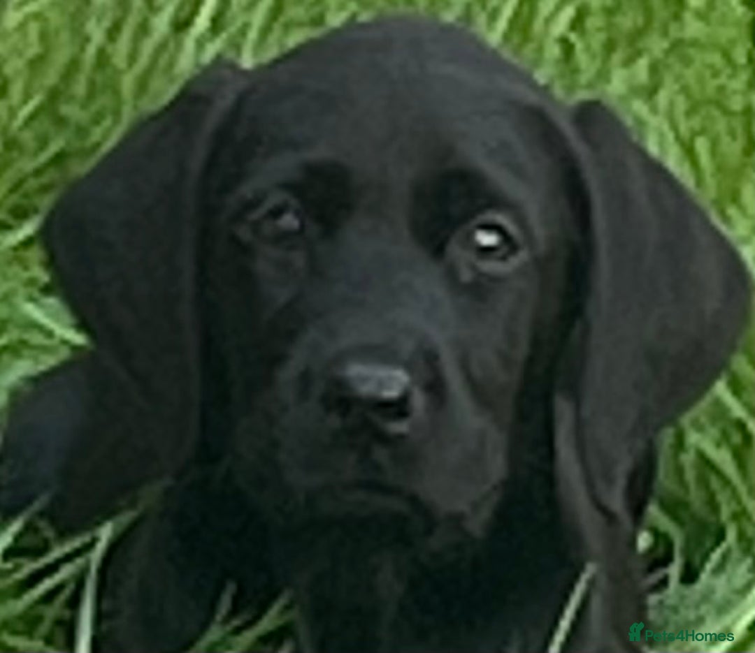 Labrador Retriever dogs for sale: Beautiful lab female puppy  - Image 12