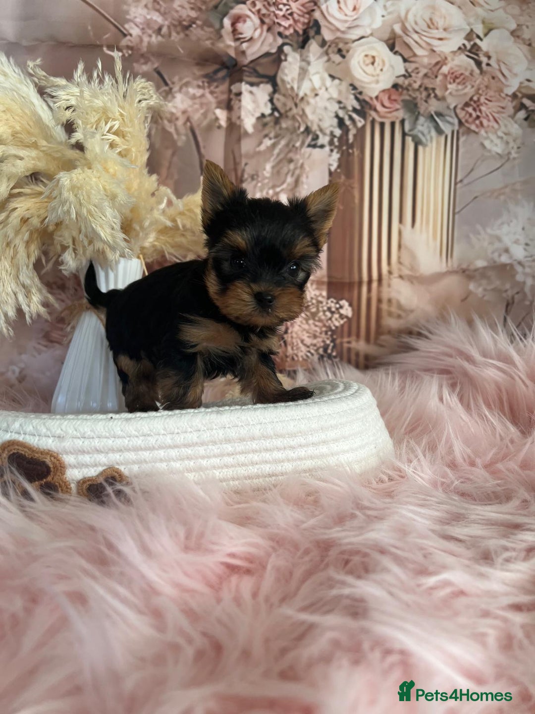 Yorkshire Terrier dogs for sale: Our amazing five pups are fully registered - Advert 5