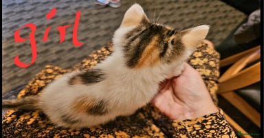 Mixed Breed cats - Advert 11