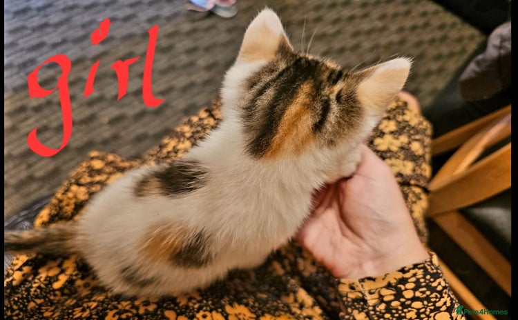 Mixed Breed cats - Advert 16