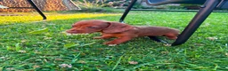 Miniature Dachshund dogs for sale: Beautiful Miniature Dachshunds 🐾 - Advert 8