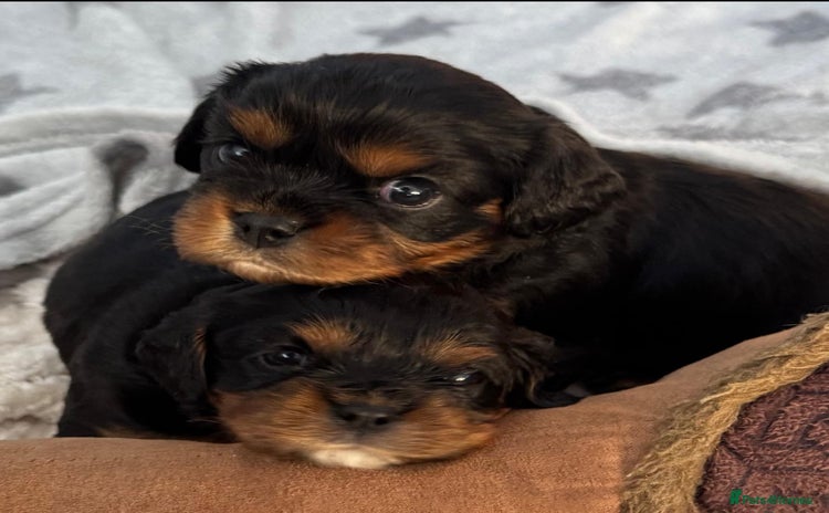 Cavalier King Charles Spaniel dogs - Advert 2