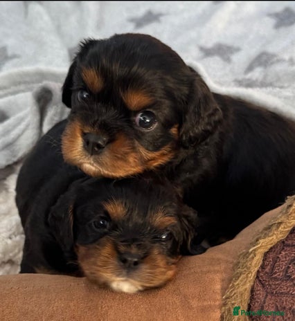 Cavalier King Charles Spaniel dogs - Advert 2
