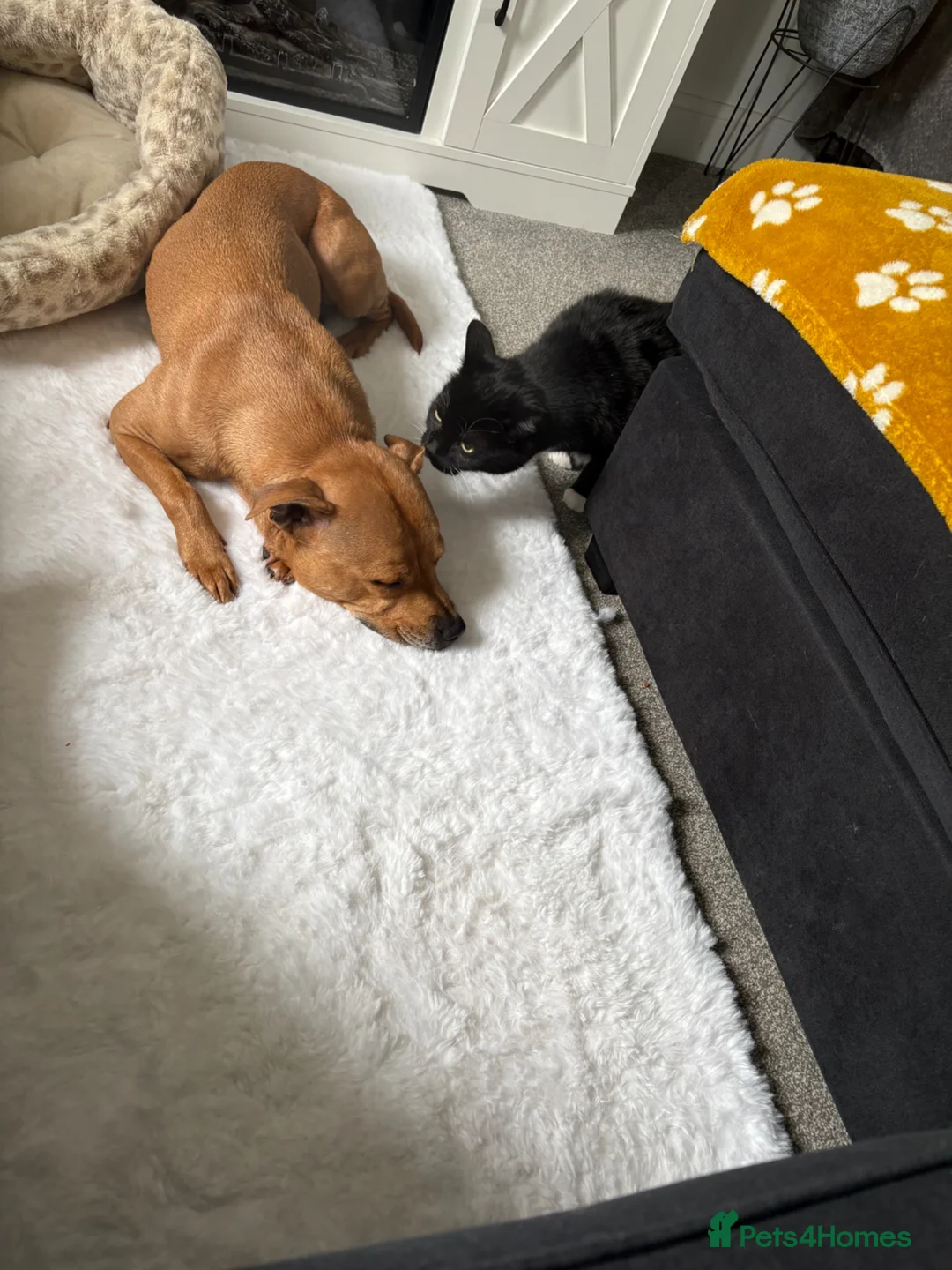 Staffordshire Bull Terrier dogs for sale: Misha - Advert 2
