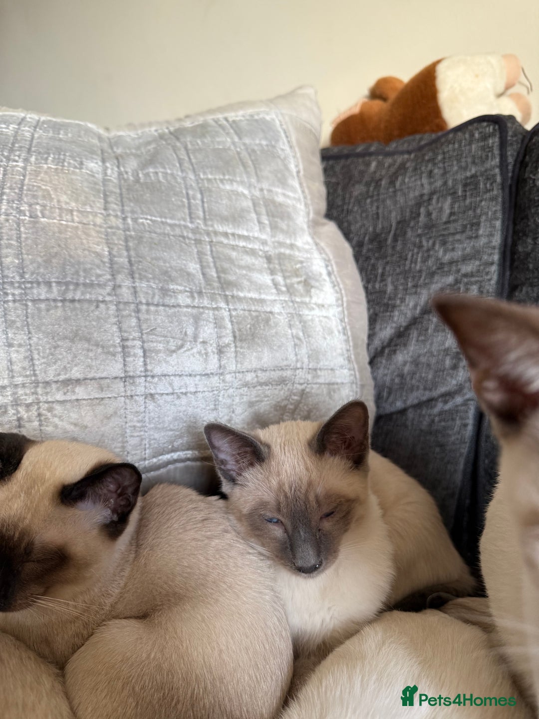 Siamese cats for sale: Siamese kittens wanting new slaves - Advert 6