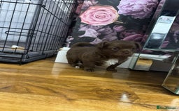 Chihuahua dogs for sale: Beautiful Long Coat Chihuahua Puppies - Image 6