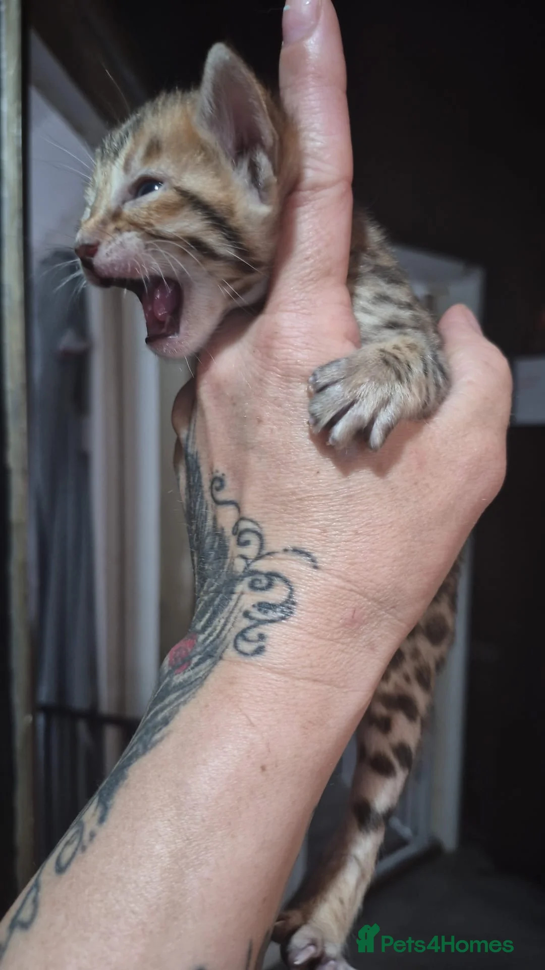 Bengal cats for sale: Beautiful make full bengal - Advert 2
