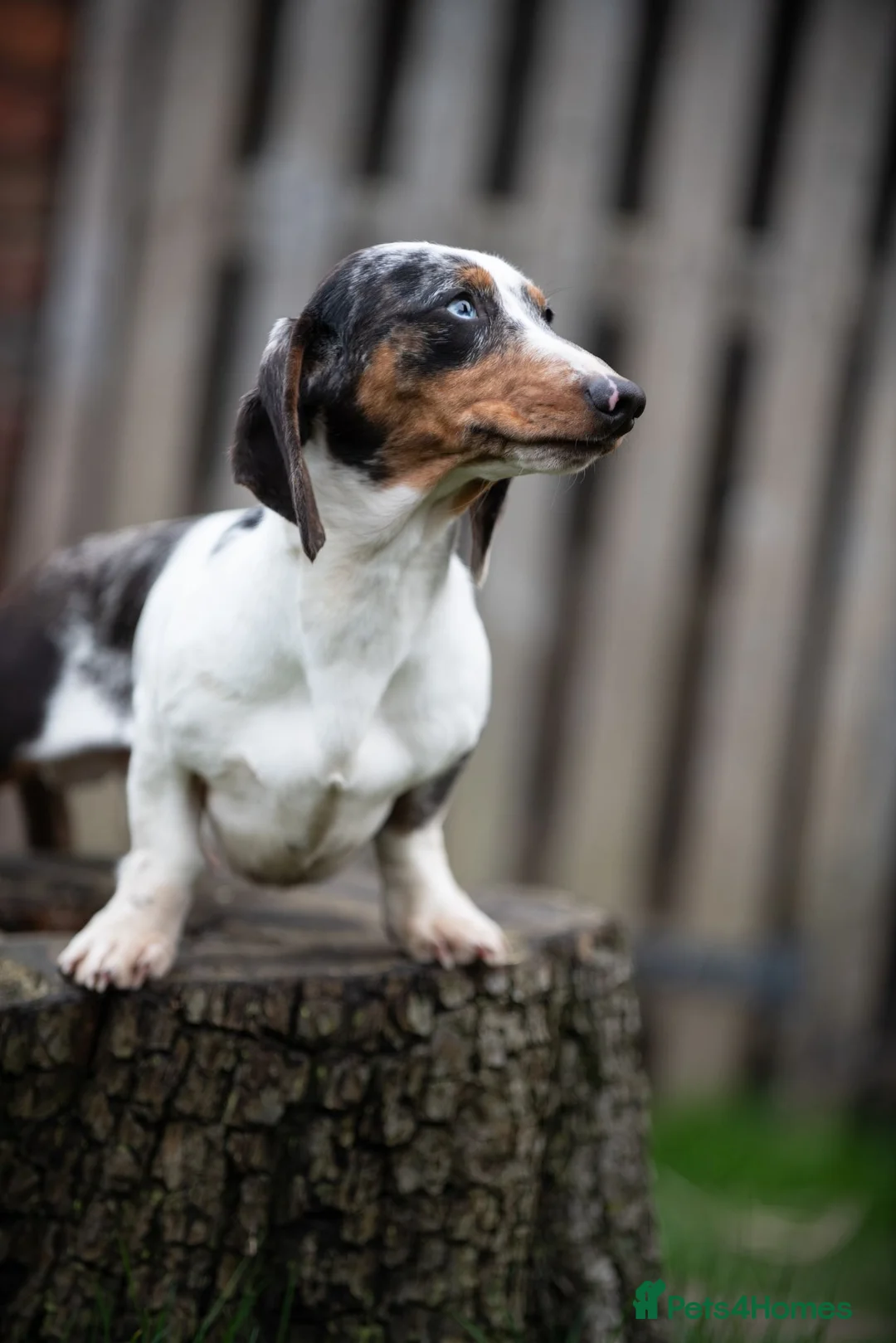Dachshund dogs for stud: Piebald colored Dachshund for stud! in Preston - Advert 6