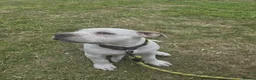 American Bully dogs for sale: Two Stunning American Bully Standard Puppies - Advert 7