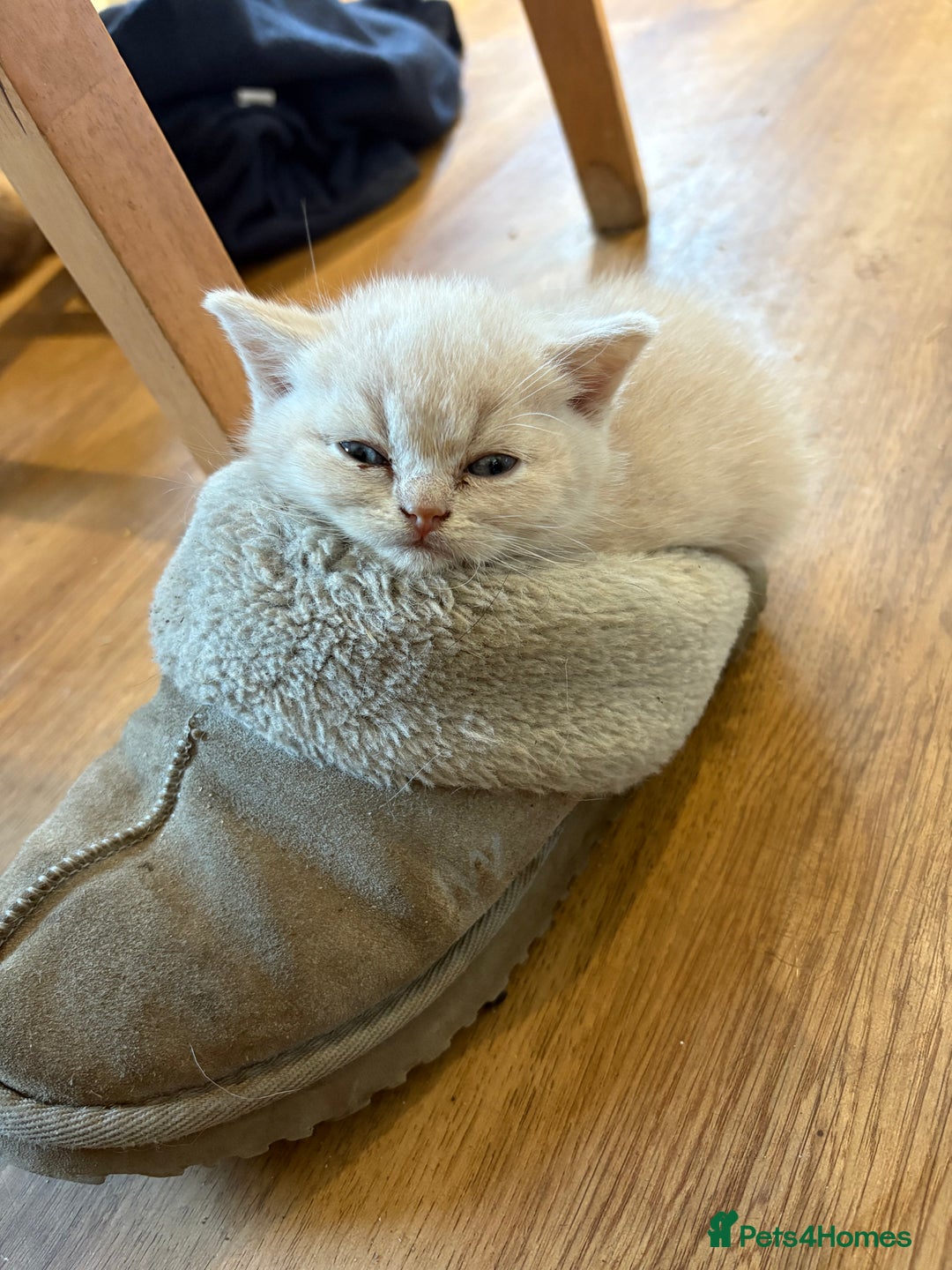 British Shorthair cats for sale: Beautiful British shorthair kittens  - Advert 11