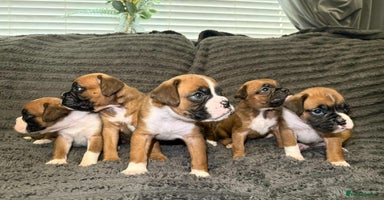 Boxer dogs - Advert 3