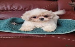 Shih Tzu dogs for sale: Ready now 🥰 Last Imperial ShihTzu Lavender Girl.  - Image 19