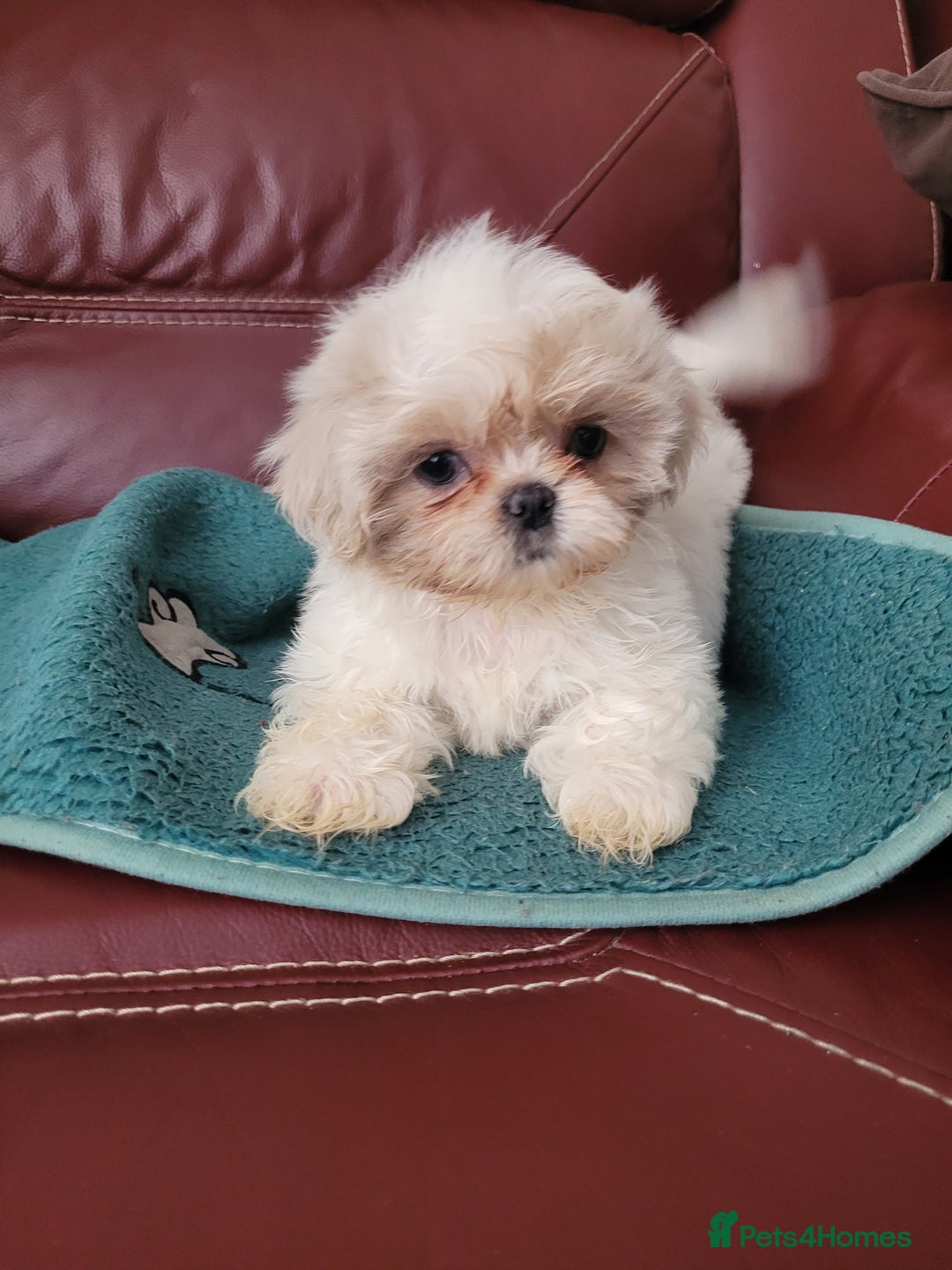 Shih Tzu dogs for sale: Ready now 🥰 Last Imperial ShihTzu Lavender Girl.  - Image 19