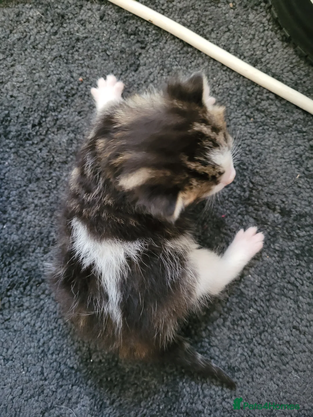 Turkish Angora cats for sale: Beautiful Turkish angora kittens  - Advert 8