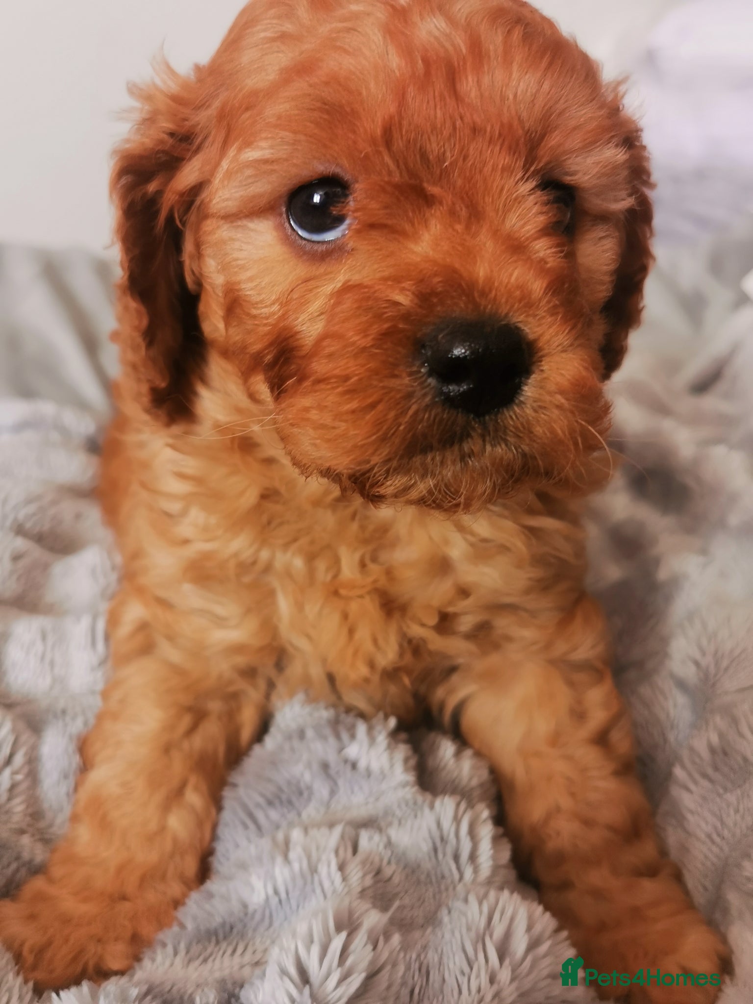 Cavapoo dogs EXTENSIVELY HEALTH TESTED F1B CAVAPOO PUPPIES  - Advert 1