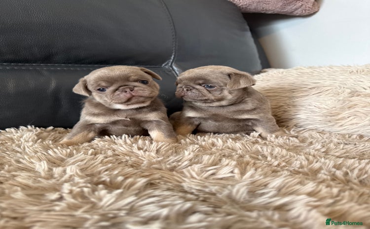 Pug dogs - Advert 1