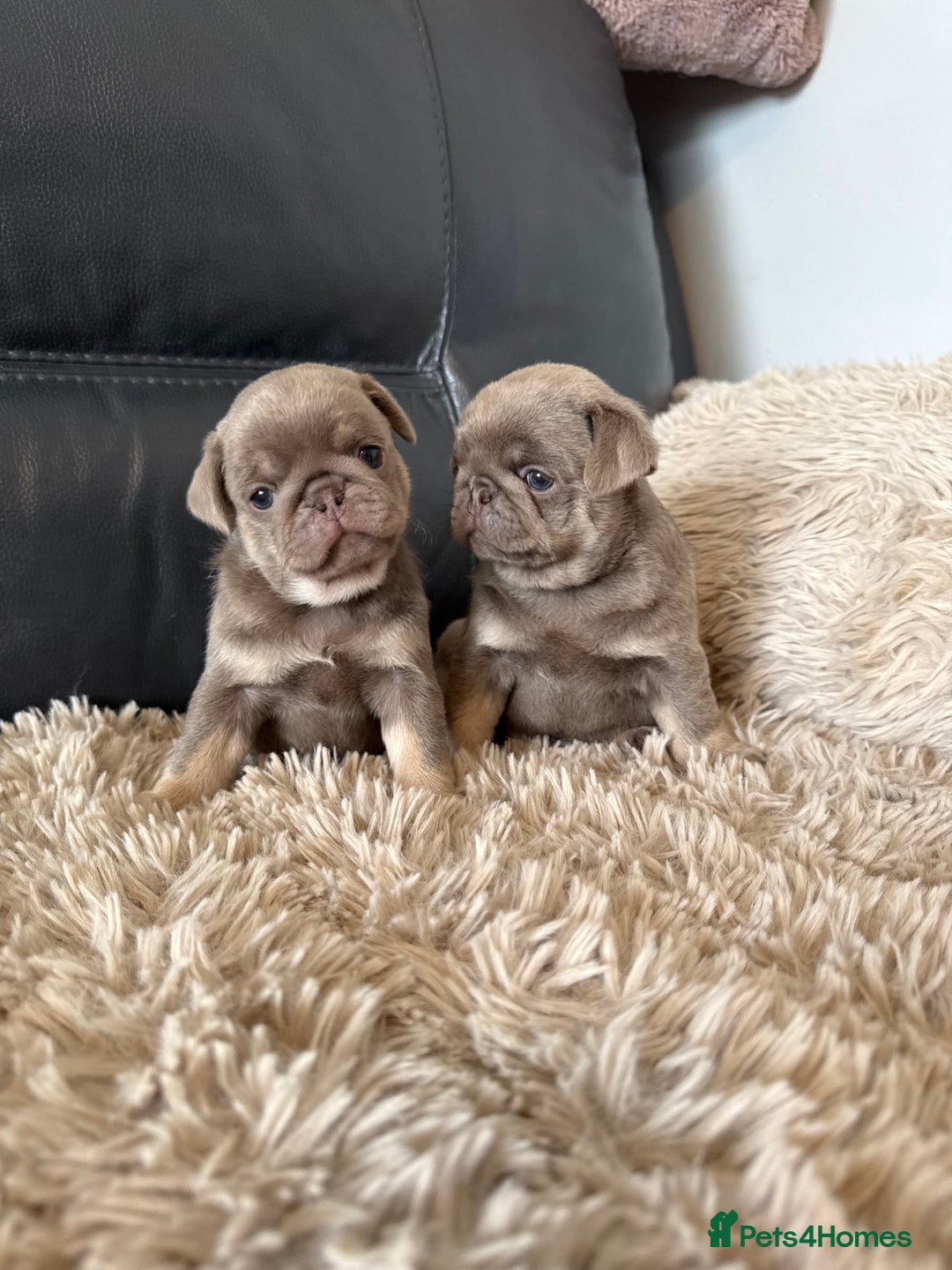 Pug dogs for sale: Stunning litter lilac tans and lilac tan pandas - Image 1