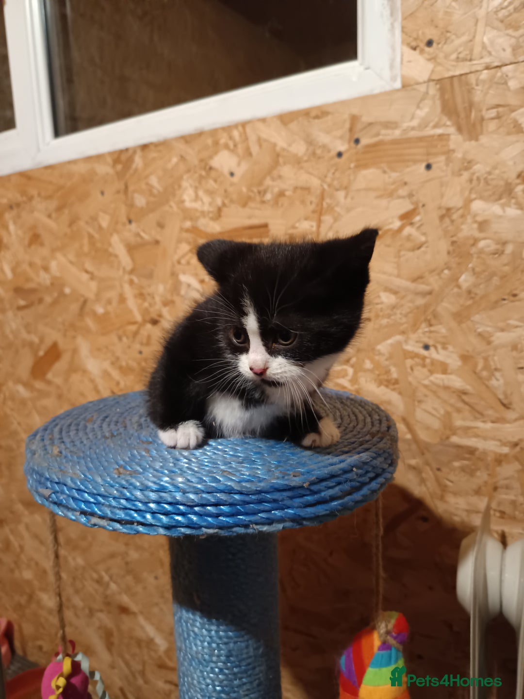 Mixed Breed cats for sale: Cats ready to find a new owner. - Advert 8