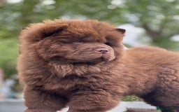 Chow Chow dogs for sale: Mr chow  - Image 3