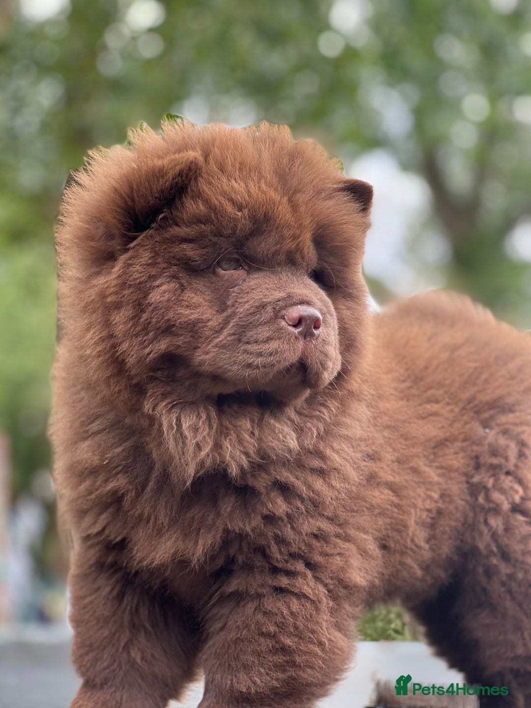 Chow Chow dogs for sale: Mr chow  - Image 3