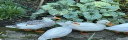 Ducks poultry for sale: White Call Duck Pair of Duck and Drake - Advert 3